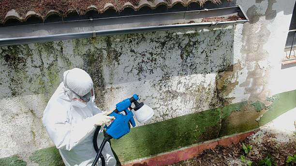 Trusted Mold Remediation service in Mount Ephraim, NJ - Cheap Mold Removal
